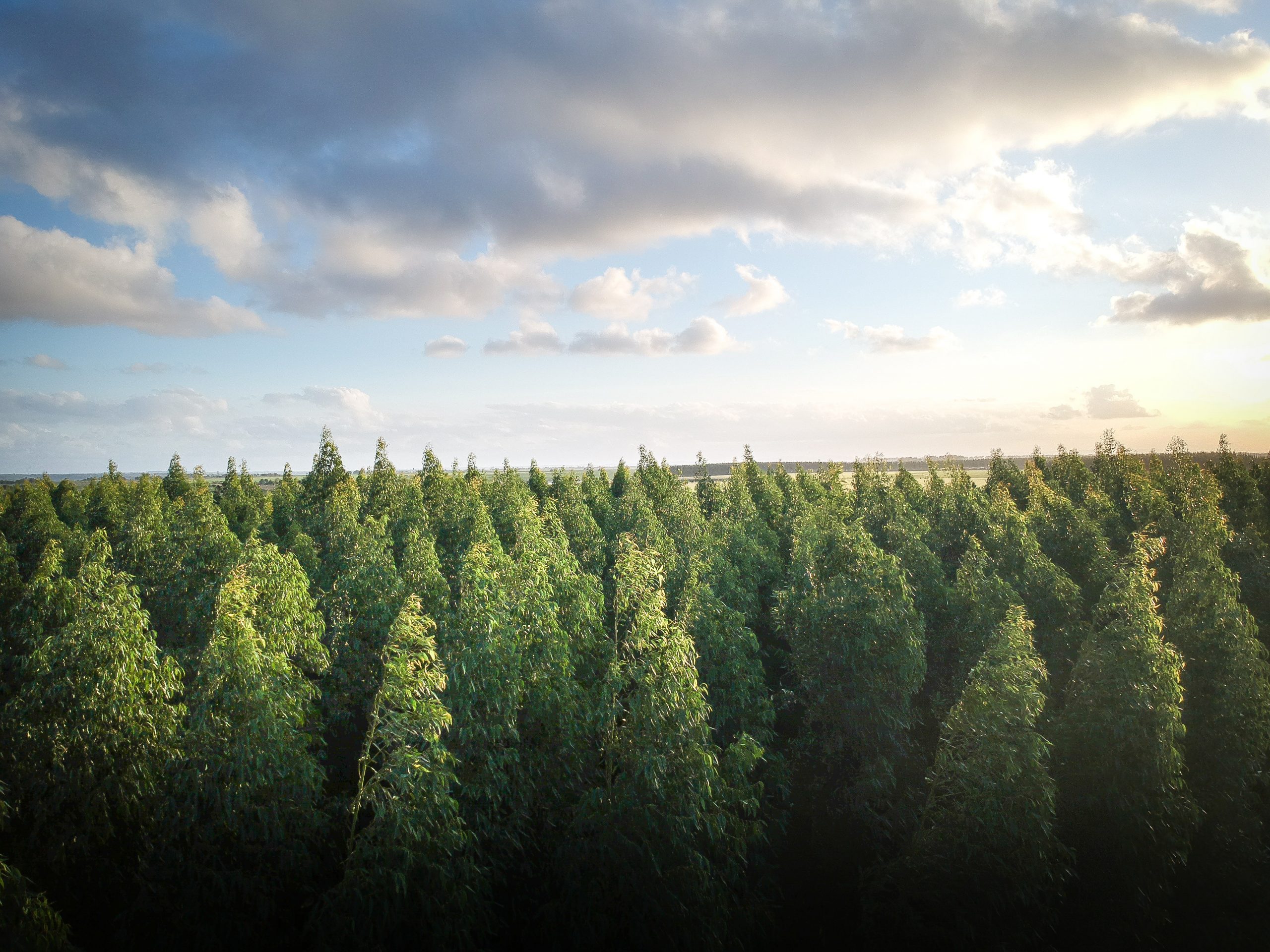 Suomen Akatemia: Tandem Forest Values 3 -haussa n. 3 miljoonaa euroa  neljälle suomalais-ruotsalaiselle tutkimuskonsortiolle - Biotalous -  Bioeconomy